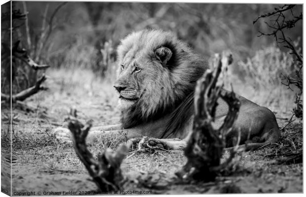 King of the beasts Canvas Print by Graham Fielder