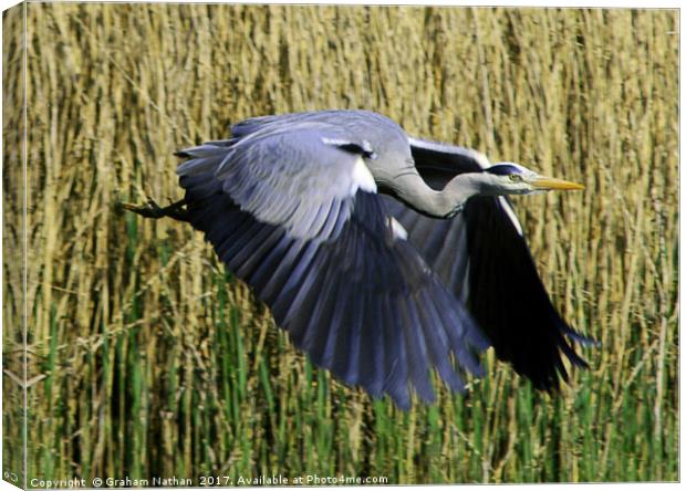 Majestic Gray Heron Takes Flight Canvas Print by Graham Nathan