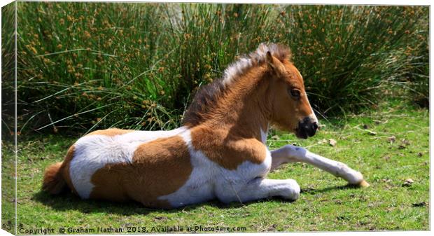 Dartmoor Foal Canvas Print by Graham Nathan