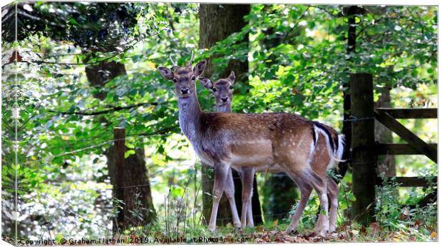 Majestic Fallow Deer Canvas Print by Graham Nathan