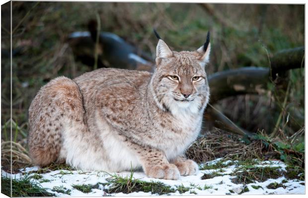 European Lynx Canvas Print by Mike Rockey