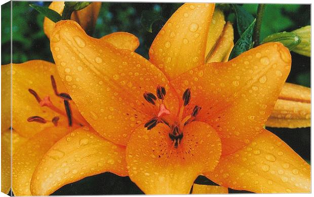 Tiger Lily Canvas Print by Irena KOW