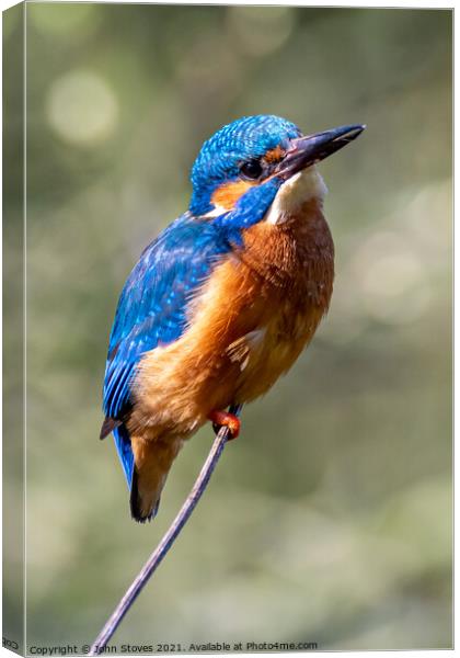 Male Kingfisher at Northeast England.  Canvas Print by John Stoves