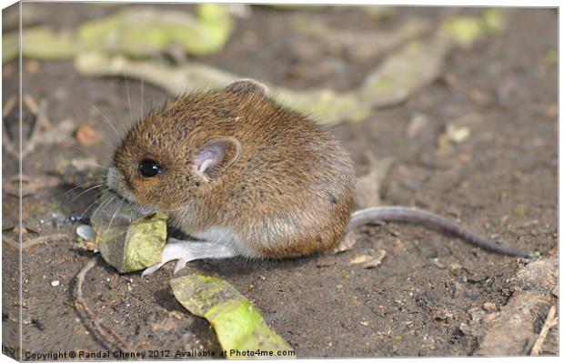 Field Mouse Canvas Print by Randal Cheney