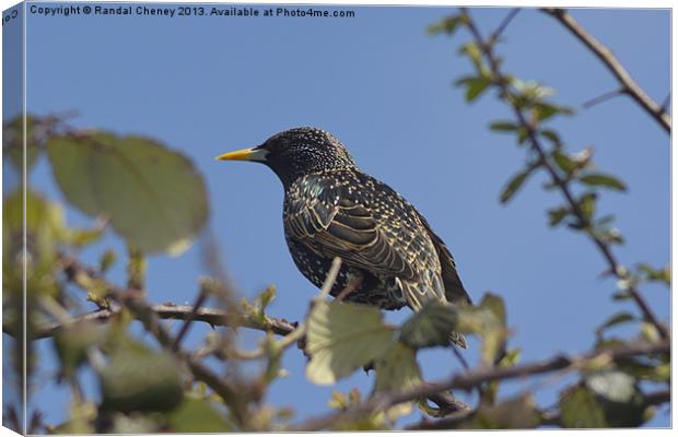 Starling on a perch Canvas Print by Randal Cheney