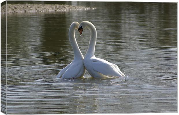 Swans in love Canvas Print by Randal Cheney