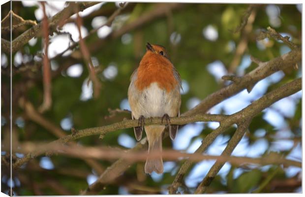 Robin Canvas Print by Randal Cheney