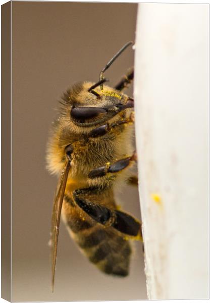 Bee Canvas Print by Mike Pursey