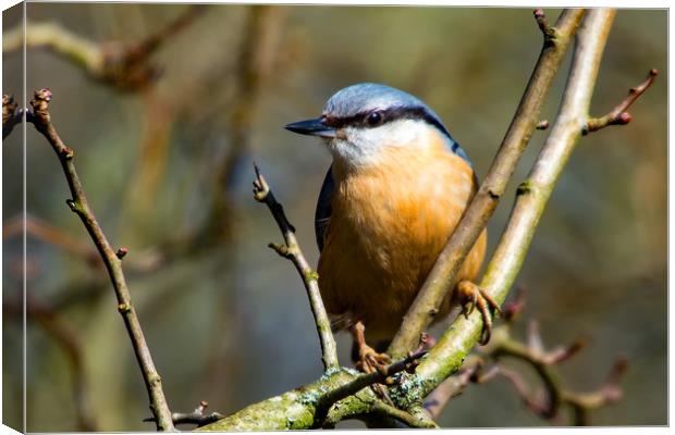 Nuthatch Canvas Print by Mike Pursey