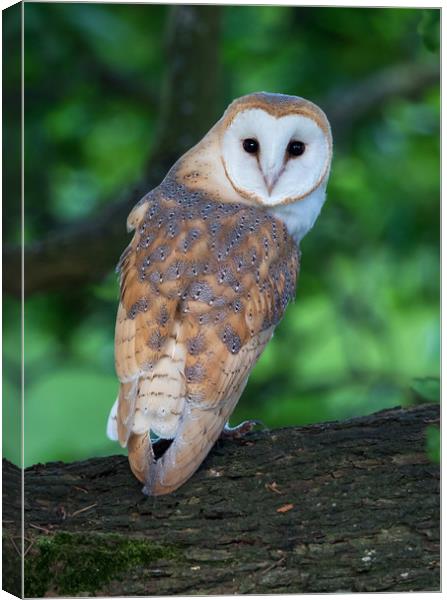 Barn Owl juvenile in mature oak tree Canvas Print by Phillip CULL