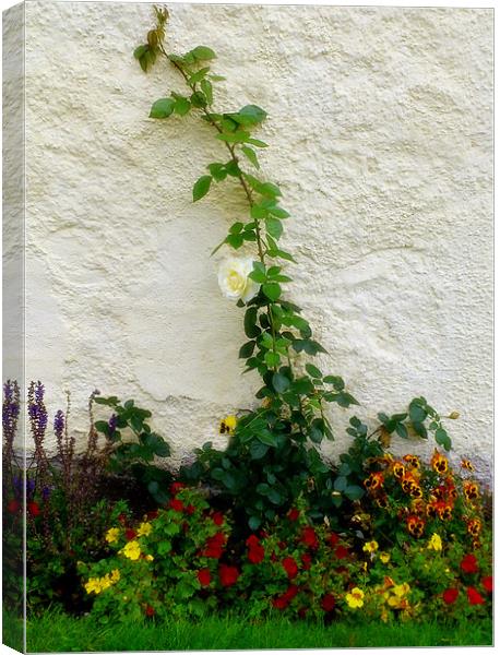 Rose Wall Canvas Print by Linda More