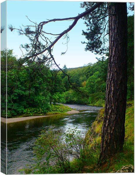 River Tweed and tree, Scottish Borders Canvas Print by Linda More