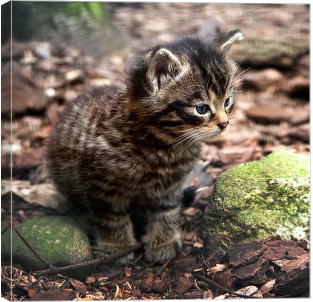 Cute Scottish Wildcat Kitten Canvas Print by Linda More