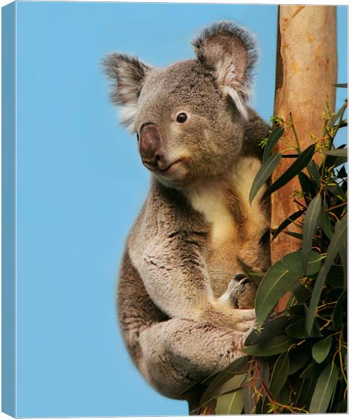 Koala in eucalyptus tree Canvas Print by Linda More