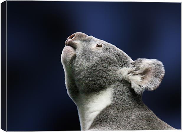 Cute Koala looking up in wonder Canvas Print by Linda More