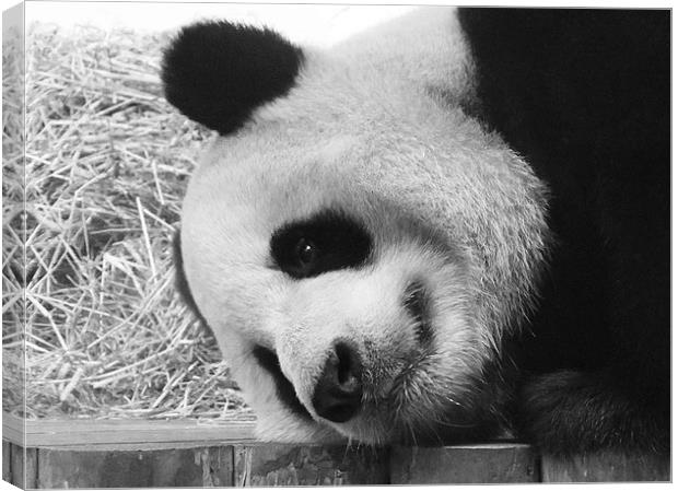 Giant Panda lying down Canvas Print by Linda More