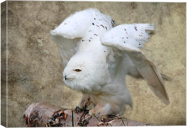 Snowy Owl ready for flight Canvas Print by Linda More