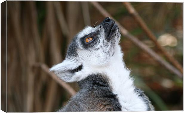 Cute ring-tailed lemur looking up Canvas Print by Linda More