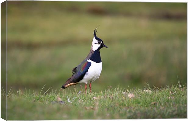 Lapwing standing close up Canvas Print by Linda More