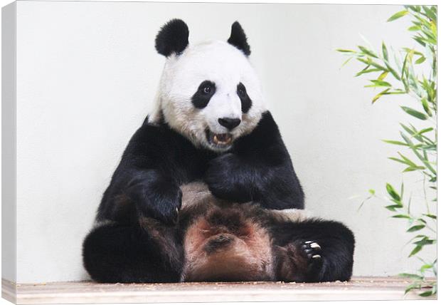  Giant Panda hungrily looking at bamboo Canvas Print by Linda More
