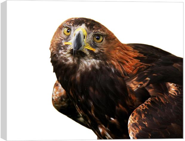 Golden eagle  Canvas Print by Linda More