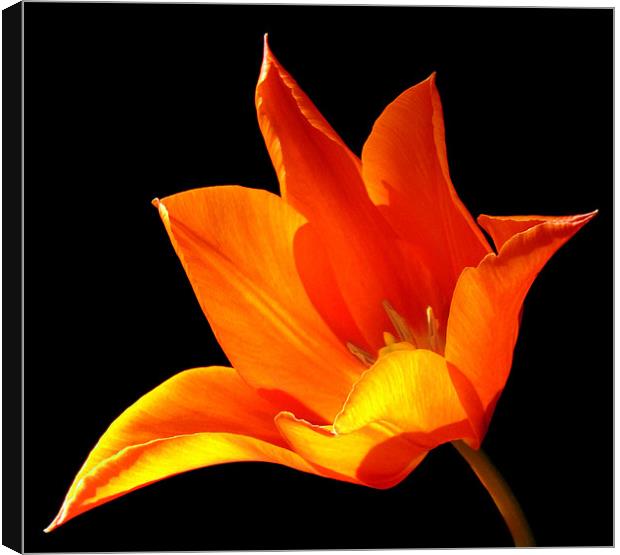 Lily Canvas Print by Linda More