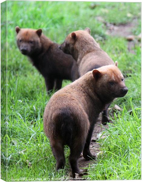 Pack of Bush dogs Canvas Print by Linda More