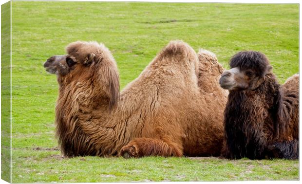 Pair of Bactrian camels lying down Canvas Print by Linda More