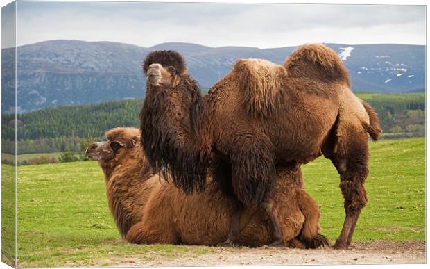 Bactrian camels Canvas Print by Linda More