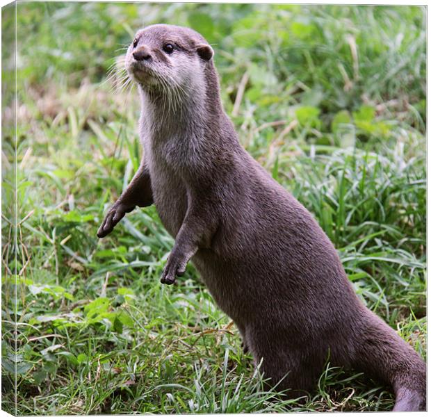 European Otter standing up Canvas Print by Linda More