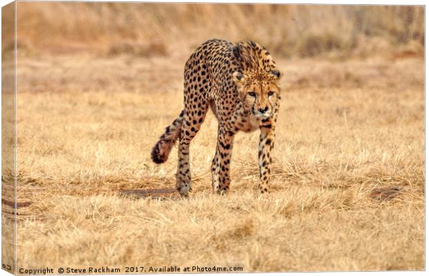 Cheetah Stalking Canvas Print by Steve Rackham