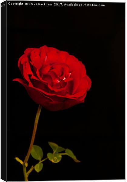 Roses Are Red Canvas Print by Steve Rackham
