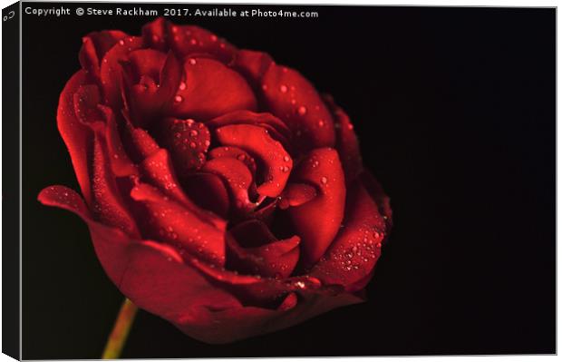 Water Drops On Rose Canvas Print by Steve Rackham