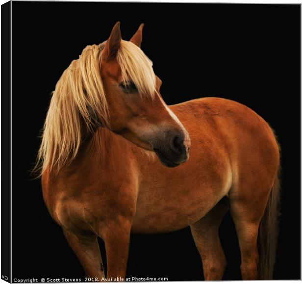 Pretty Palomino Pony Canvas Print by Scott Stevens