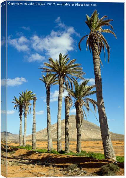 Palm Trees, La Oliva, Fuerteventura Canvas Print by John Parker