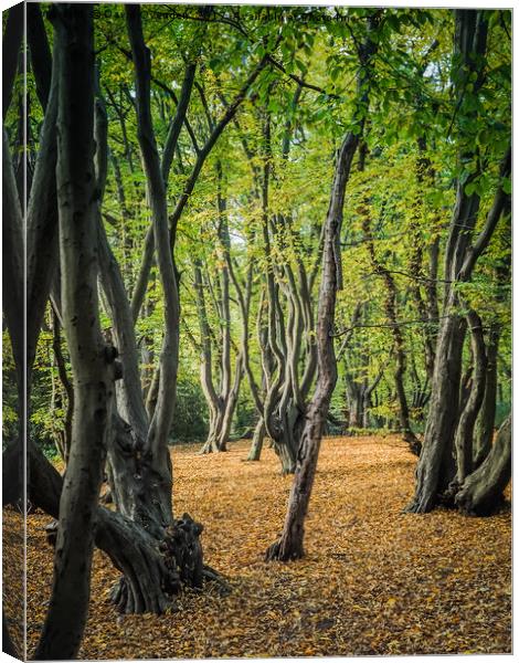 Epping Forest in Spring Canvas Print by David Ovenden