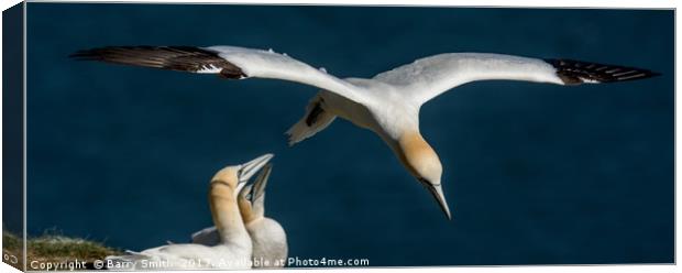 Gannet Flyby Canvas Print by Barry Smith