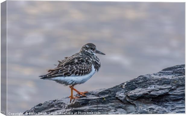 Turnstone at Sunset Canvas Print by Barry Smith