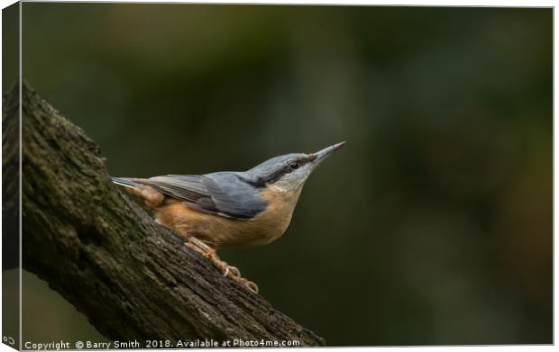 Nuthatch Canvas Print by Barry Smith