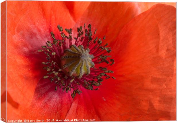 Red Poppy Canvas Print by Barry Smith