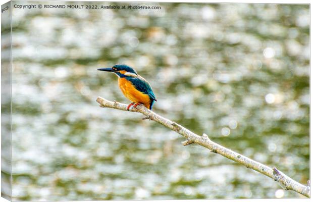 Hunting Kingfisher Canvas Print by RICHARD MOULT