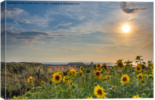Rhossili Sunflowers at Sunset Canvas Print by RICHARD MOULT