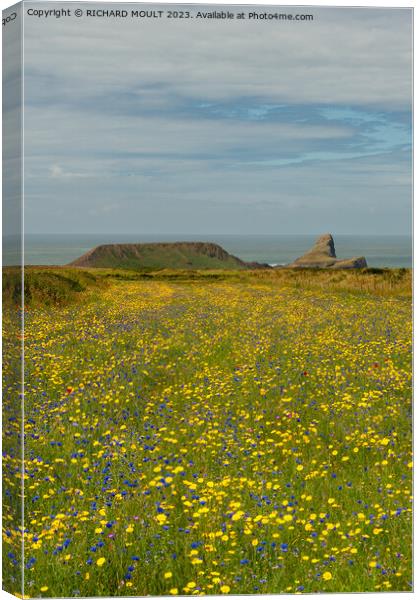 Wild Flowers at Rhossili on Gower Canvas Print by RICHARD MOULT