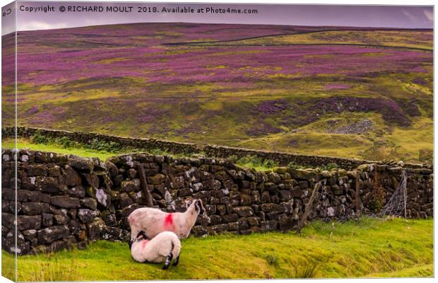 Life On The York Moors Canvas Print by RICHARD MOULT