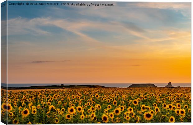 Rhosilli Sunfowers Canvas Print by RICHARD MOULT