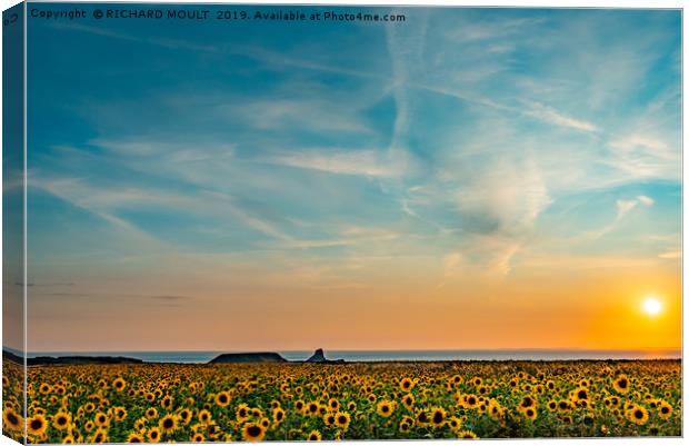 Sunflowers At Rhosilli At Sunset Canvas Print by RICHARD MOULT