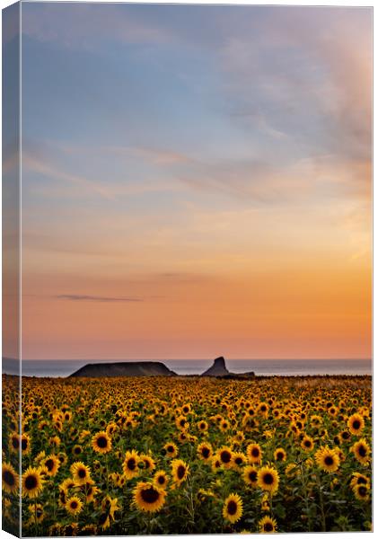 Rhosilli Sunflowers at Sunset with Worms Head Canvas Print by RICHARD MOULT