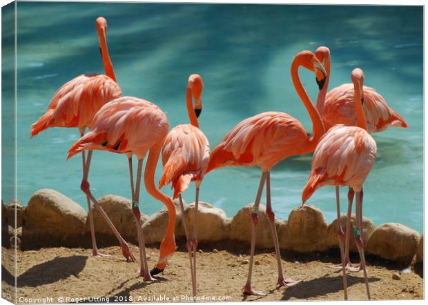 A group of Flamingos Canvas Print by Roger Utting