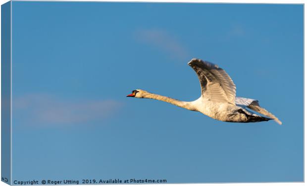 Mute Swan flying Canvas Print by Roger Utting