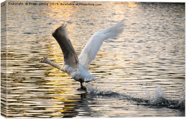 Swan take off Canvas Print by Roger Utting
